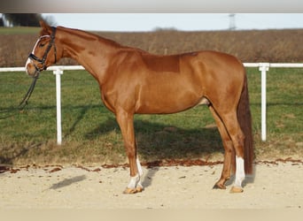 Deutsches Sportpferd, Wallach, 5 Jahre, 165 cm, Fuchs