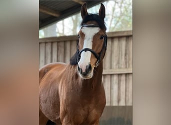 Deutsches Sportpferd, Wallach, 5 Jahre, 165 cm, Hellbrauner