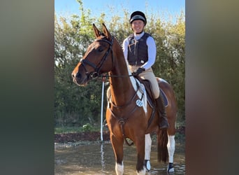 Deutsches Sportpferd, Wallach, 5 Jahre, 165 cm, Schecke