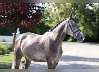 Deutsches Sportpferd, Wallach, 5 Jahre, 165 cm, Schimmel