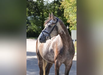 Deutsches Sportpferd, Wallach, 5 Jahre, 165 cm, Schimmel
