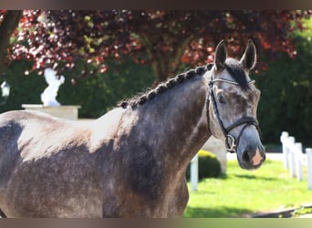 Deutsches Sportpferd, Wallach, 5 Jahre, 165 cm, Schimmel