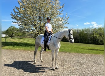 Deutsches Sportpferd, Wallach, 5 Jahre, 165 cm, Schimmel