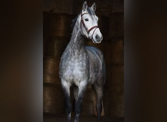 Deutsches Sportpferd, Wallach, 5 Jahre, 165 cm, Schimmel