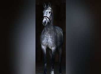 Deutsches Sportpferd, Wallach, 5 Jahre, 165 cm, Schimmel