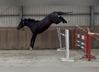 Deutsches Sportpferd, Wallach, 5 Jahre, 165 cm, Schwarzbrauner