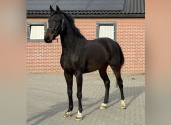 Deutsches Sportpferd, Wallach, 5 Jahre, 165 cm, Schwarzbrauner