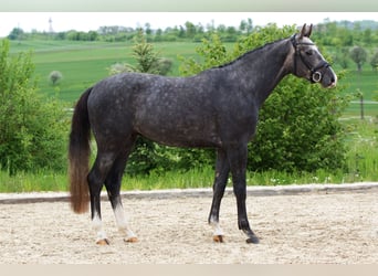 Deutsches Sportpferd, Wallach, 5 Jahre, 166 cm, Apfelschimmel