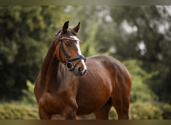 Deutsches Sportpferd, Wallach, 5 Jahre, 166 cm, Brauner