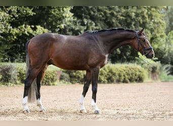 Deutsches Sportpferd, Wallach, 5 Jahre, 166 cm, Brauner