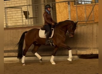 Deutsches Sportpferd, Wallach, 5 Jahre, 166 cm, Brauner