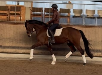 Deutsches Sportpferd, Wallach, 5 Jahre, 166 cm, Brauner