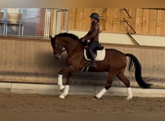 Deutsches Sportpferd, Wallach, 5 Jahre, 166 cm, Brauner