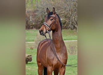 Deutsches Sportpferd, Wallach, 5 Jahre, 166 cm, Brauner