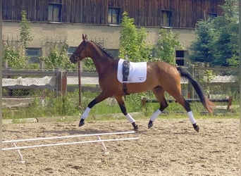 Deutsches Sportpferd, Wallach, 5 Jahre, 166 cm, Brauner