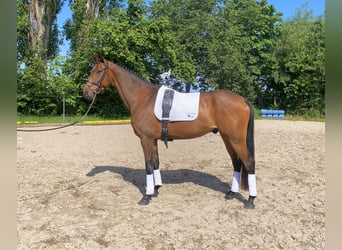 Deutsches Sportpferd, Wallach, 5 Jahre, 166 cm, Brauner
