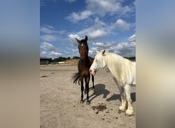 Deutsches Sportpferd, Wallach, 5 Jahre, 166 cm, Brauner