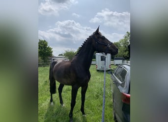 Deutsches Sportpferd, Wallach, 5 Jahre, 166 cm, Brauner