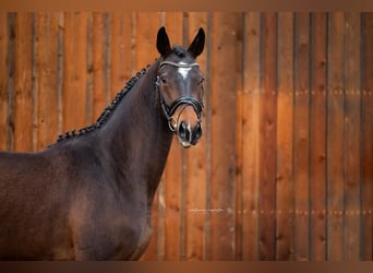 Deutsches Sportpferd, Wallach, 5 Jahre, 166 cm, Brauner