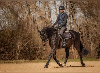 Deutsches Sportpferd, Wallach, 5 Jahre, 166 cm, Dunkelbrauner