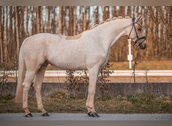Deutsches Sportpferd, Wallach, 5 Jahre, 166 cm, Palomino