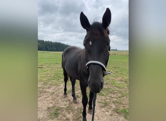 Deutsches Sportpferd, Wallach, 5 Jahre, 166 cm, Rappe