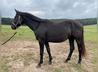 Deutsches Sportpferd, Wallach, 5 Jahre, 166 cm, Rappe
