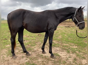 Deutsches Sportpferd, Wallach, 5 Jahre, 166 cm, Rappe