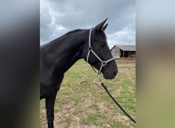 Deutsches Sportpferd, Wallach, 5 Jahre, 166 cm, Rappe
