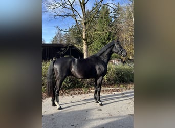 Deutsches Sportpferd, Wallach, 5 Jahre, 166 cm, Rappe