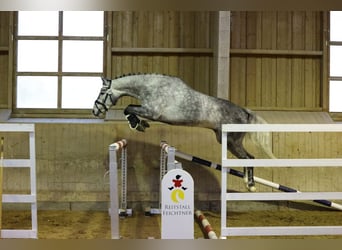 Deutsches Sportpferd, Wallach, 5 Jahre, 166 cm, Schimmel