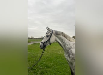 Deutsches Sportpferd, Wallach, 5 Jahre, 166 cm, Schimmel