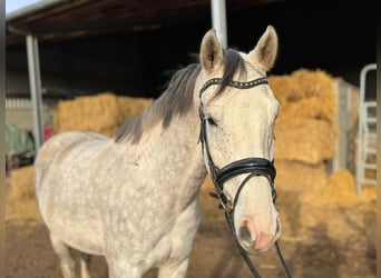 Deutsches Sportpferd, Wallach, 5 Jahre, 166 cm, Schimmel