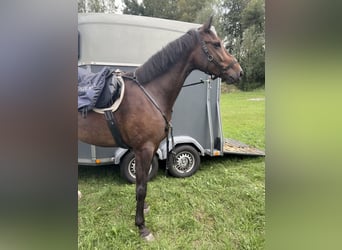 Deutsches Sportpferd, Wallach, 5 Jahre, 166 cm, Schwarzbrauner