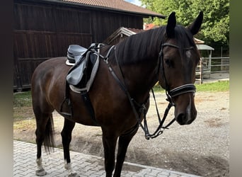 Deutsches Sportpferd, Wallach, 5 Jahre, 166 cm, Schwarzbrauner
