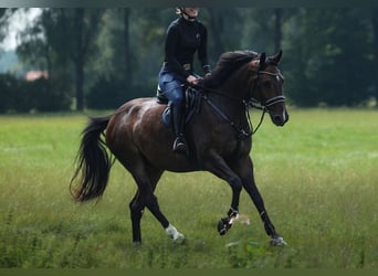 Deutsches Sportpferd, Wallach, 5 Jahre, 166 cm, Schwarzbrauner