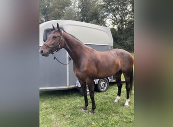 Deutsches Sportpferd, Wallach, 5 Jahre, 166 cm, Schwarzbrauner
