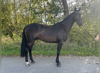 Deutsches Sportpferd, Wallach, 5 Jahre, 166 cm, Schwarzbrauner