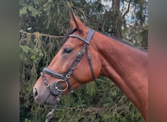 Deutsches Sportpferd, Wallach, 5 Jahre, 167 cm, Brauner