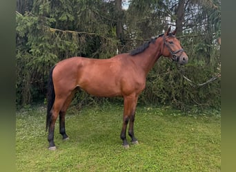 Deutsches Sportpferd, Wallach, 5 Jahre, 167 cm, Brauner