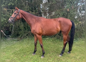Deutsches Sportpferd, Wallach, 5 Jahre, 167 cm, Brauner
