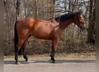 Deutsches Sportpferd, Wallach, 5 Jahre, 167 cm, Brauner