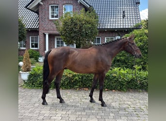 Deutsches Sportpferd, Wallach, 5 Jahre, 167 cm, Brauner