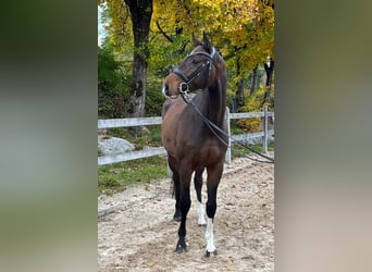 Deutsches Sportpferd, Wallach, 5 Jahre, 167 cm, Brauner