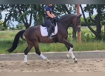 Deutsches Sportpferd, Wallach, 5 Jahre, 167 cm, Dunkelbrauner