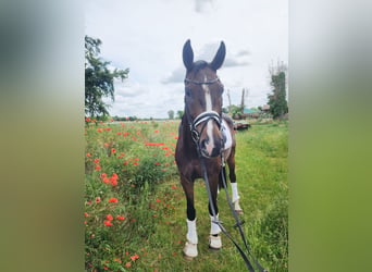 Deutsches Sportpferd, Wallach, 5 Jahre, 167 cm, Dunkelbrauner