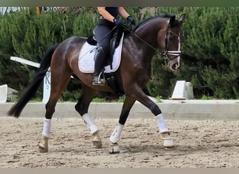 Deutsches Sportpferd, Wallach, 5 Jahre, 167 cm, Dunkelbrauner