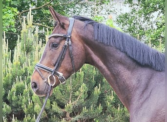 Deutsches Sportpferd, Wallach, 5 Jahre, 167 cm, Dunkelbrauner
