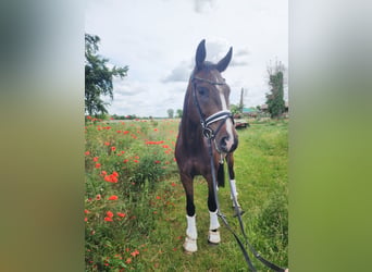 Deutsches Sportpferd, Wallach, 5 Jahre, 167 cm, Dunkelbrauner