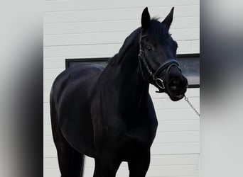 Deutsches Sportpferd, Wallach, 5 Jahre, 167 cm, Dunkelbrauner